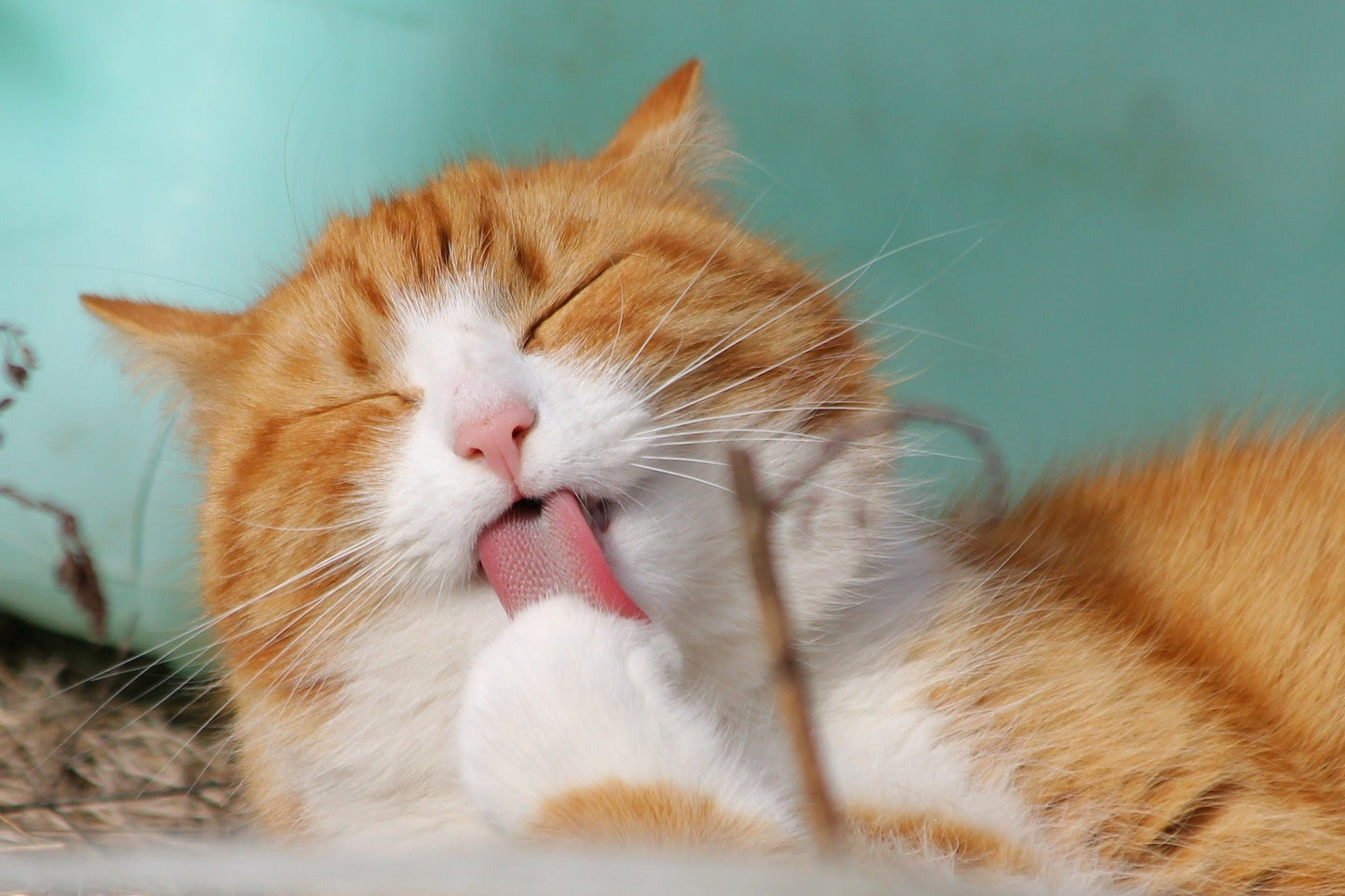 Gourmet Salmon & Chicken Treats For Cats