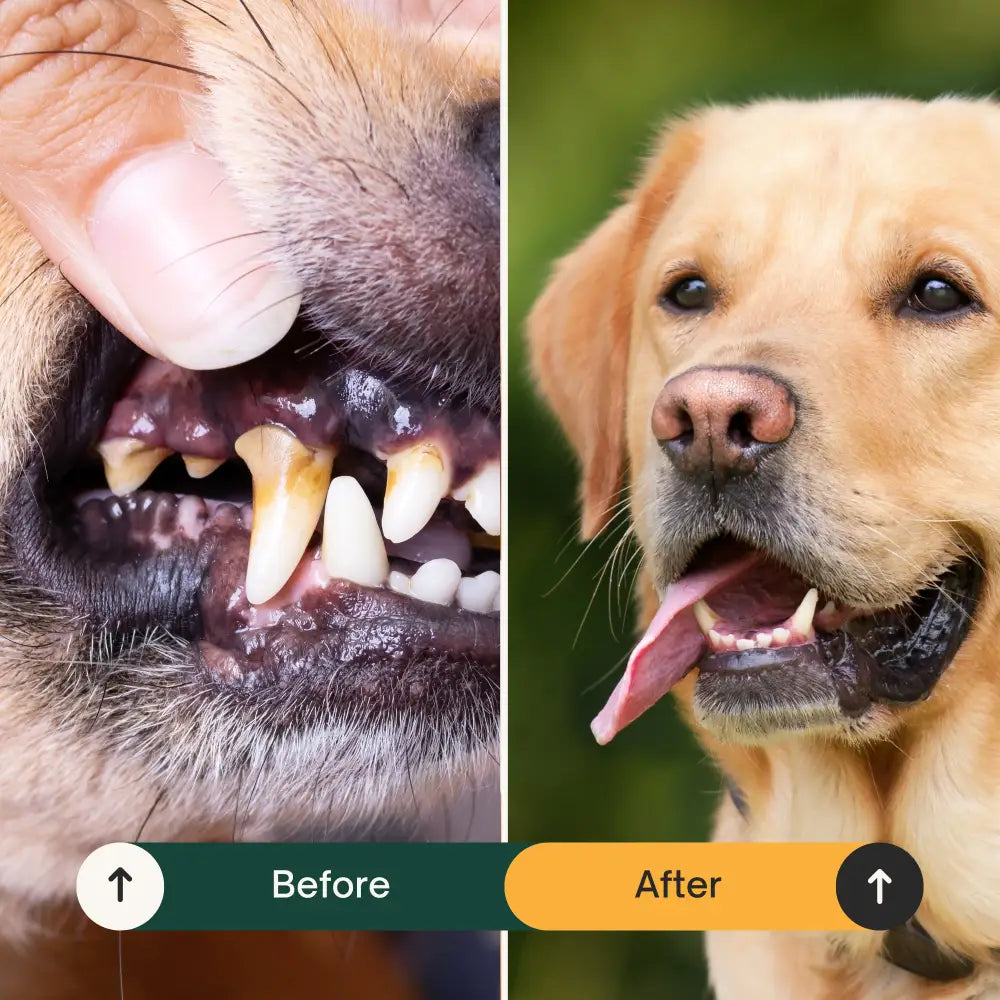 Dental Seaweed for Dogs: Plaque Removal